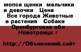 мопса щенки -мальчики и девочки › Цена ­ 25 000 - Все города Животные и растения » Собаки   . Оренбургская обл.,Новотроицк г.